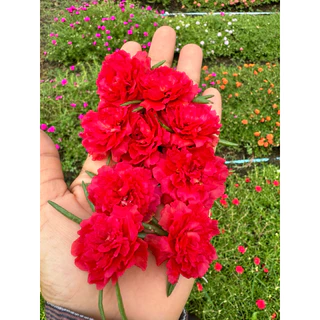 แพรเซี่ยงไฮ้เลือกสีได้45สีแยกสีให้ค่ะ ตัดสีละ10กิ่งราคา20บาท