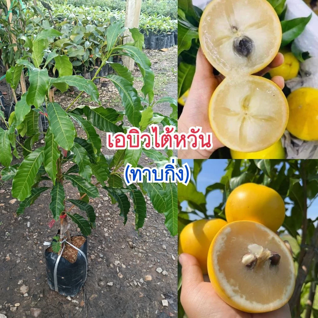ต้นเอบิวไต้หวัน (ทาบกิ่ง) พันธุ์แท้ 100% ปลูก 1 ปีติดผล