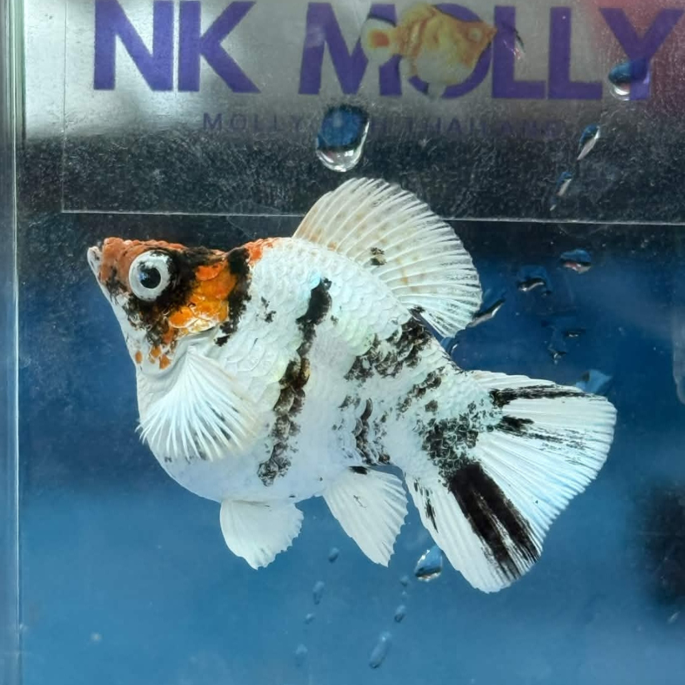 Genki อาหารปลา Genki fish food แบบเกล็ดสำหรับขุนลูกปลาและปลาเต็มวัย เพื่อเสริมสร้างบอดี้ โปรตีน 51%
