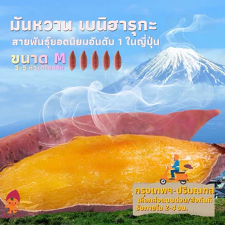 (ส่งด่วน กทม🚀) มันหวานญี่ปุ่น เบนิฮารุกะ M แบบดิบ🇯🇵