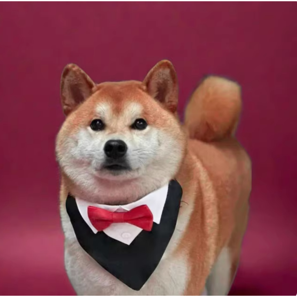 สูทหมา Dog Tuxedo ปลอกคอสุนัข/แมว ผ้าพันคอหมา หมาใหญ่ใส่ได้ ใส่ออกงาน งานแต่ง วันเกิด ปรับรอบคอได้ พร้อมส่ง ราคา ถูกที่สุด ดีลบีเคเค แกลเลอรีภาพที่ 8