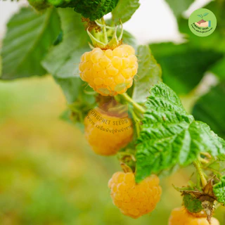 เมล็ดพันธุ์ราสเบอร์รี่สีเหลือง 10 เมล็ด