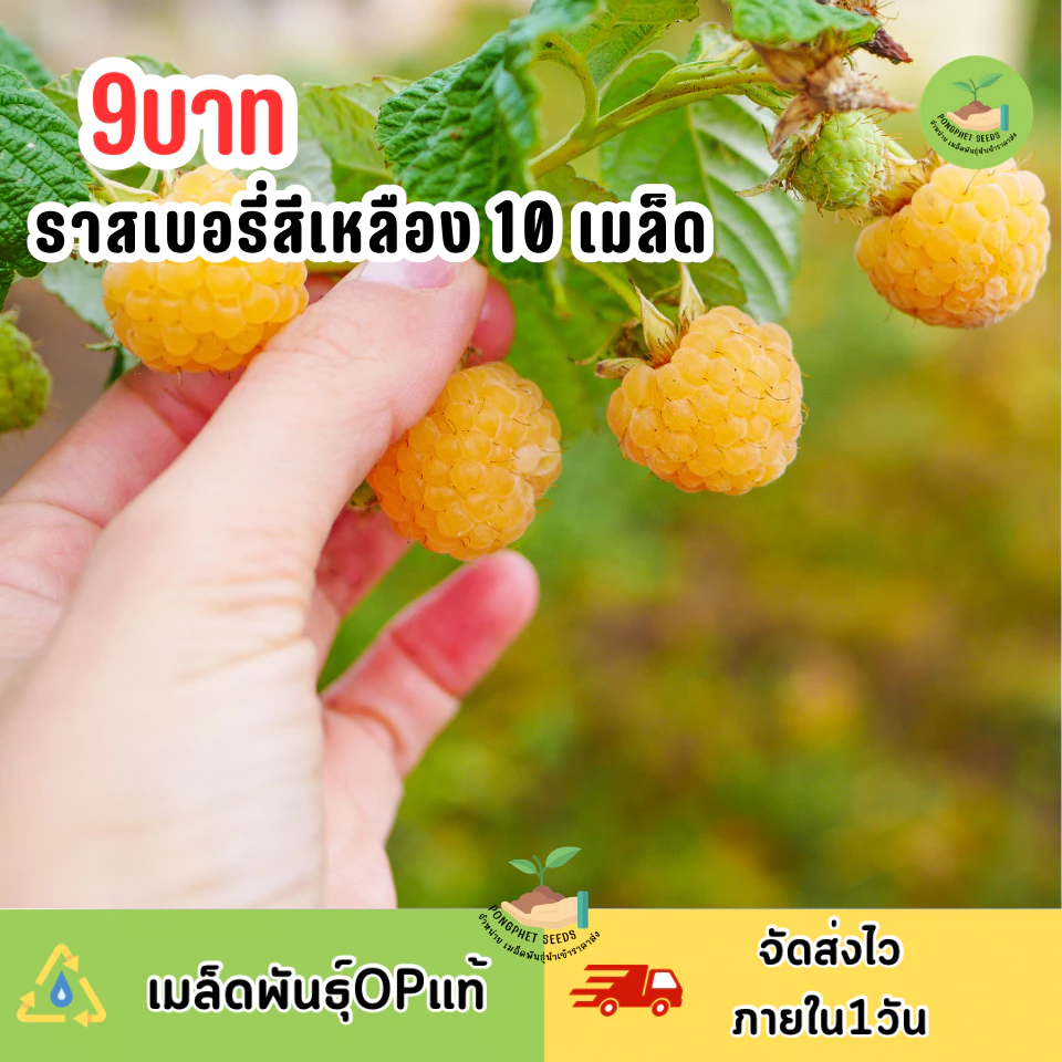 เมล็ดพันธุ์ราสเบอร์รี่สีเหลือง 10 เมล็ด