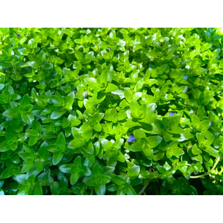 Giant Bacopa ต้น ลานไพลิน ไม้อวบน้ำดอกสีม่วงอมน้ำเงิน ใช้ประดับอ่างปลา ช่วยเป็นที่หลบภัยให้ลูกปลา