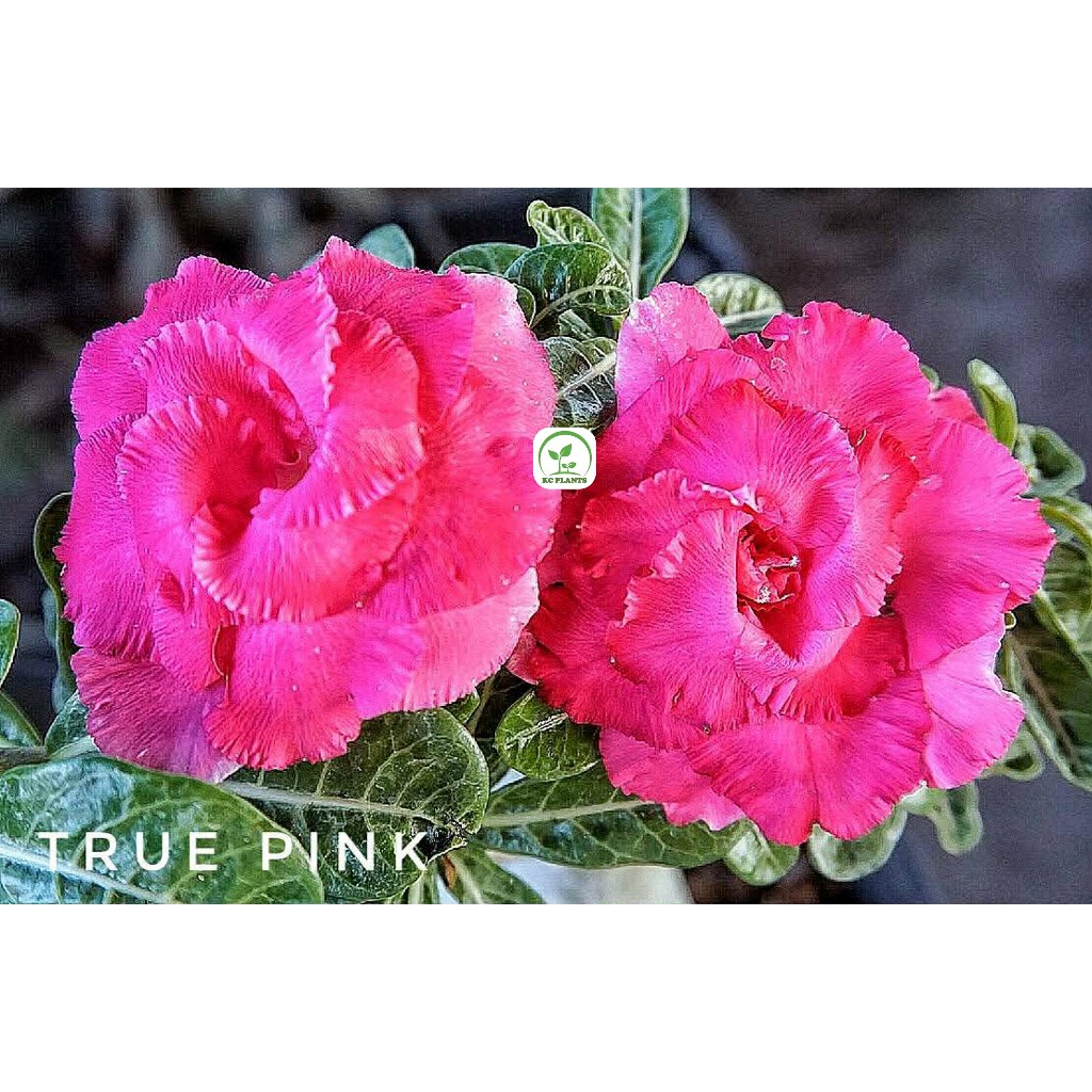 ต้นชวนชมดอกซ้อน ชวนชม ไม้มงคล ขนาดกระถาง 6 นิ้ว #TRUE PINK