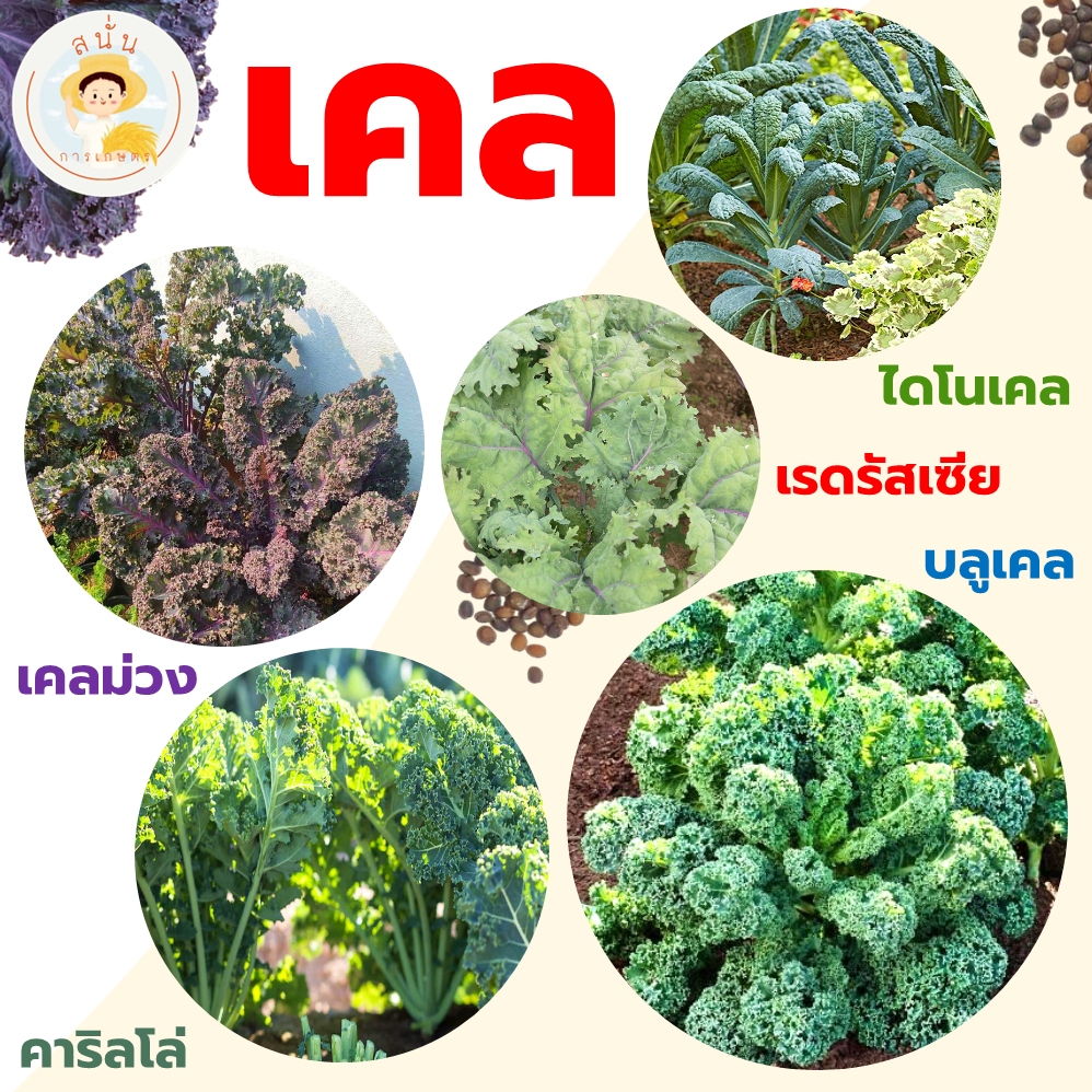 เมล็ดพันธุ์ เคล (บลูเคล เคลม่วง ไดโนเคล เรดรัสเซีย คาริลโล่) ผักเคล ปลูกง่าย ทนร้อน ปลูกได้ทั้งปี