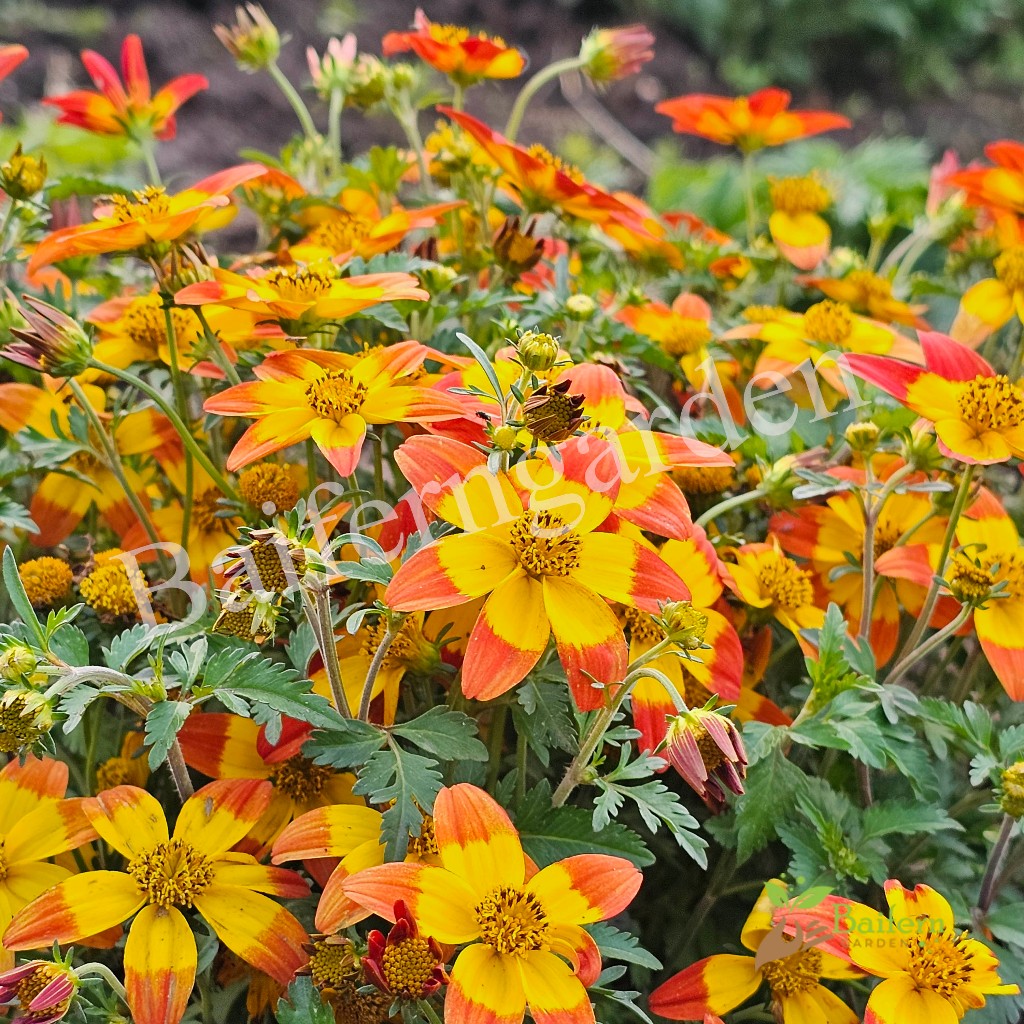 ต้นกล้าดอกไบเด้นส์บีซาร์ (Bidens Beezar) ดอกไม้กินได้ ต้นกล้าพร้อมส่ง ต้นแข็งแรงรากเยอะพร้อมปลูก ราคา ถูกที่สุด ดีลบีเคเค แกลเลอรีภาพที่ 4