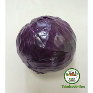 กะหล่ำปลีม่วง สด สะอาด รับประกันคุณภาพ