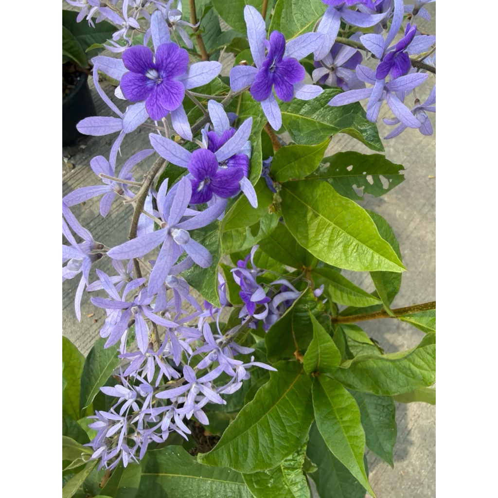 ต้นพวงครามออสเตรเลีย สีม่วงสวยงาม กระถาง11นิ้ว ติดดอก