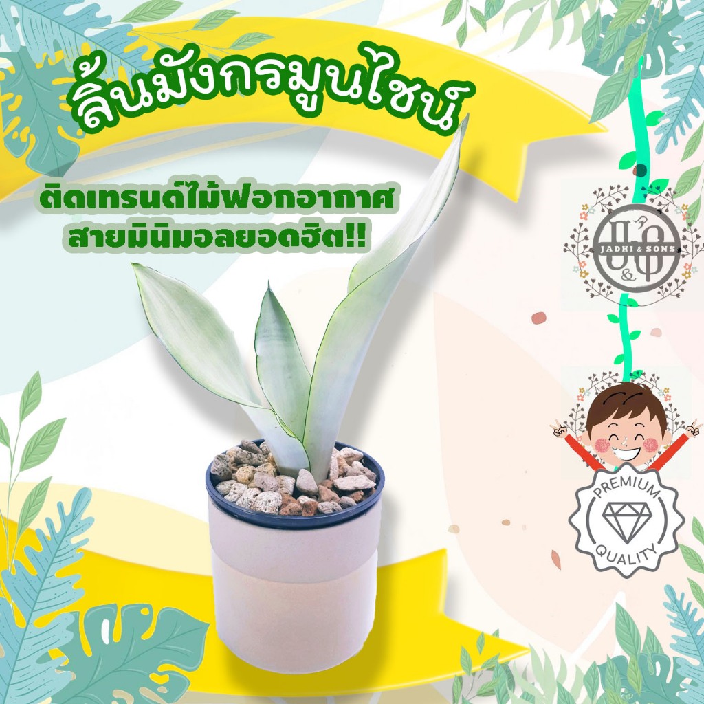 ต้นไม้ประดับ ต้นไม้ฟอกอากาศ ลิ้นมังกรมูนไชน์ Best Value!