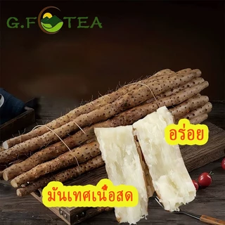 ห่วยซัวสด 鲜淮山 ฮ่วยซัว Chinese Yam ฮ่วยซัว 鲜山药 【เส้นหนึ่ง 480-500 กรัมต่อหัว】