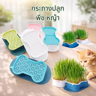 Boqi Factory กระถางปลูกพืช หญ้า สําหรับสัตว์เลี้ยง แมว ขนมขบเคี้ยว กล่องปลูกพืช PET-002