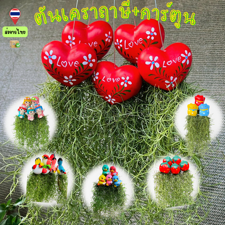 ต้นเคราฤาษี ตัวการ์ตูนสุดน่ารัก มีทั้ง 1-3-5 พวงให้เลือก ตกแต่งบ้านหรือสวนต้นไม้ ก็ฟินสุดๆ