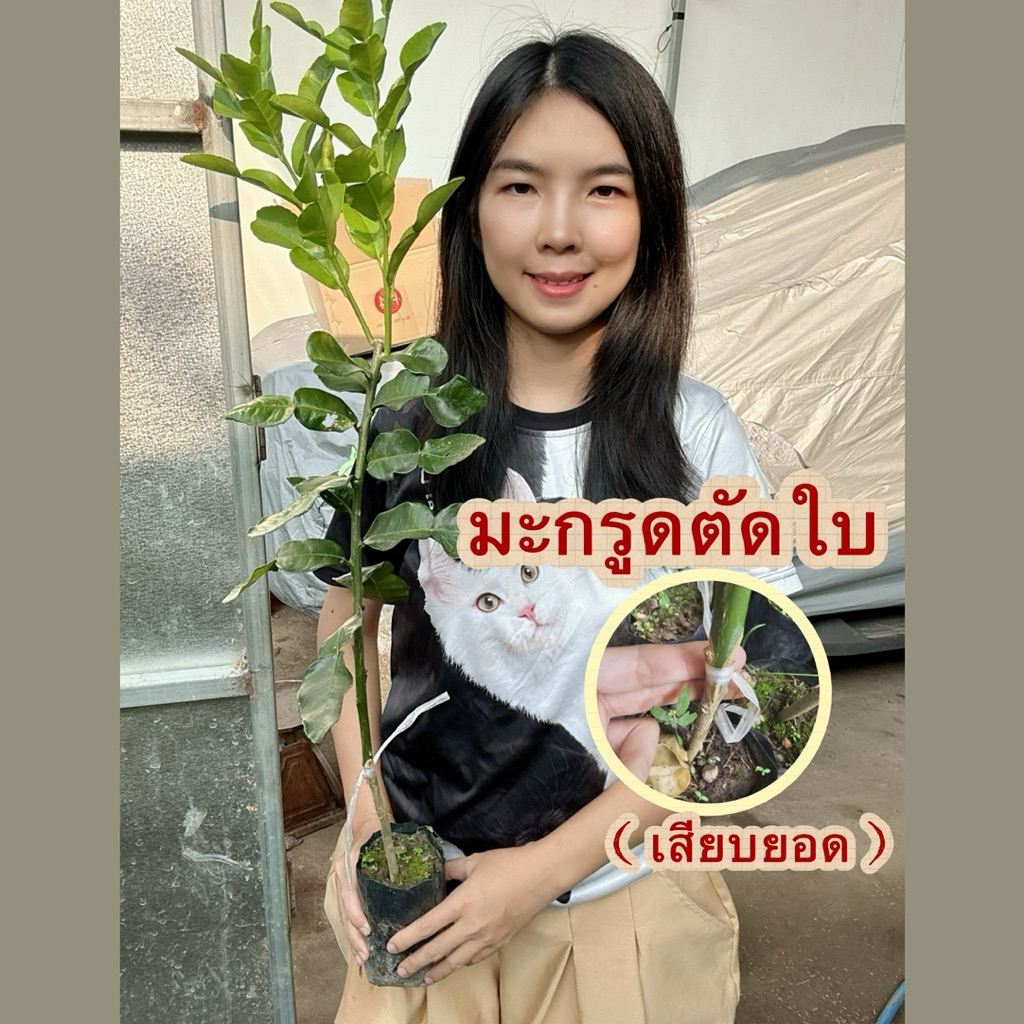 #ต้นมะกรูดเกษตรตัดใบ (ต้นเล็ก) สูงราว40-60 เซน
