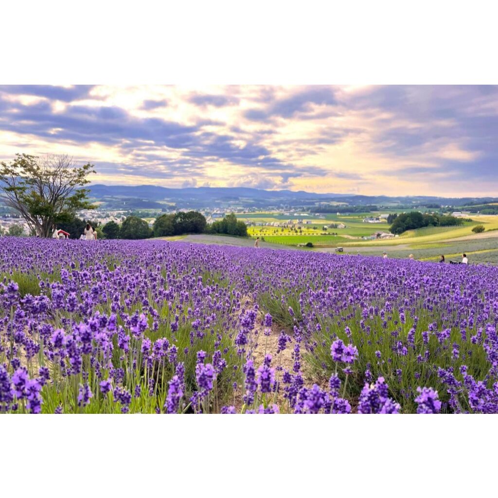 1000 เมล็ดลาเวนเดอร์ (Lavender Seeds) ปลูกง่าย หอมจริง ดอกสีม่วงสวย กลิ่นหอมผ่อนคลาย ปลูกได้ในไทย