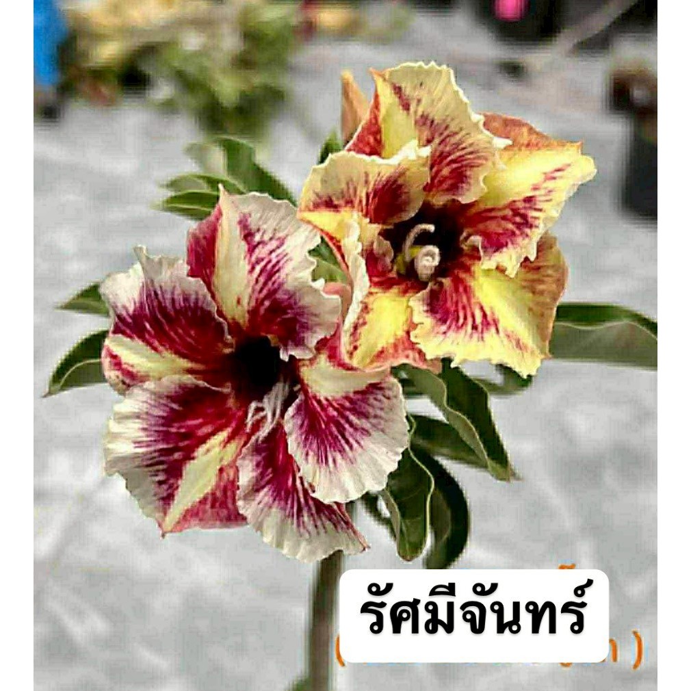 ชวนชมดอกซ้อน "รัศมีจันทร์" ขนาดกระถาง 6 นิ้ว (แบบถอนจัดส่ง)