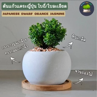 🍃ต้นไม้มงคล/ต้นไม้ฟอกอากาศ (วางโต๊ะทำงาน) หลายชนิด พร้อมกระถางปูนเปลือยทรงกลม 2.5"นิ้ว+จานรองไม้+หินเกล็ด