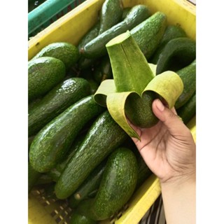 อะโวคาโดจากเวียดนาม A034