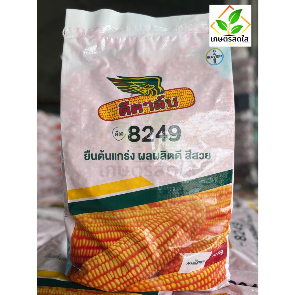 ข้าวโพดดีคาล์บ 8249 (3.5 หุน) ขนาด 10 กิโลกรัม 🌽 สายแกร่ง ฝักใหญ่ ไม่หักล้มง่าย