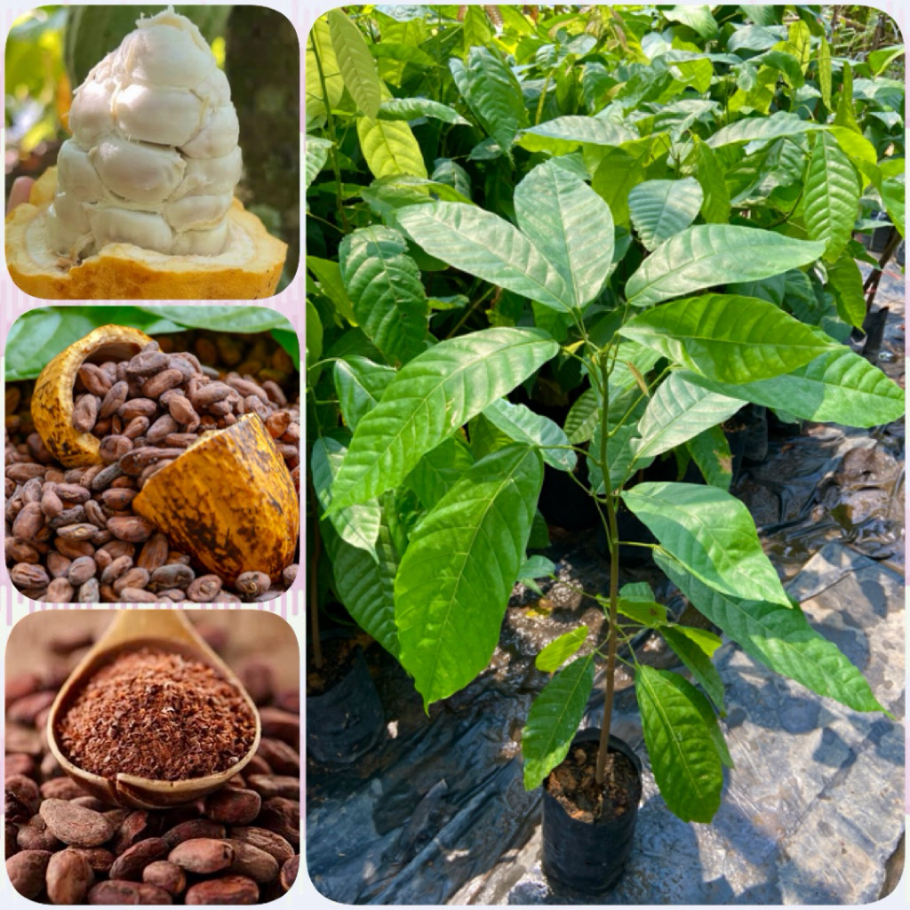 ต้นโกโก้ ​พันธุ์ชุมพร1 ( สูง 60-80cm) ทนโรค โตไว ให้ผลผลิตตลอดทั้งปี ต้นแข็งแรง พร้อมปลูก