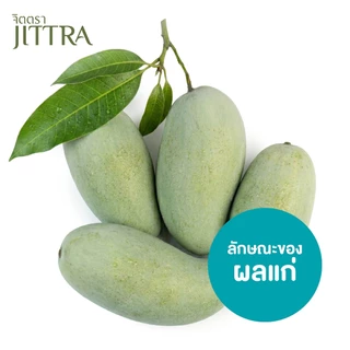 จิตตรา ต้นพันธุ์มะม่วงเขียวเสวย เสียบยอดสูง 60-80 ซม. โตไว ให้ผลเร็ว พร้อมส่ง เคลมฟรี ต้นพันธุ์ผลไม้