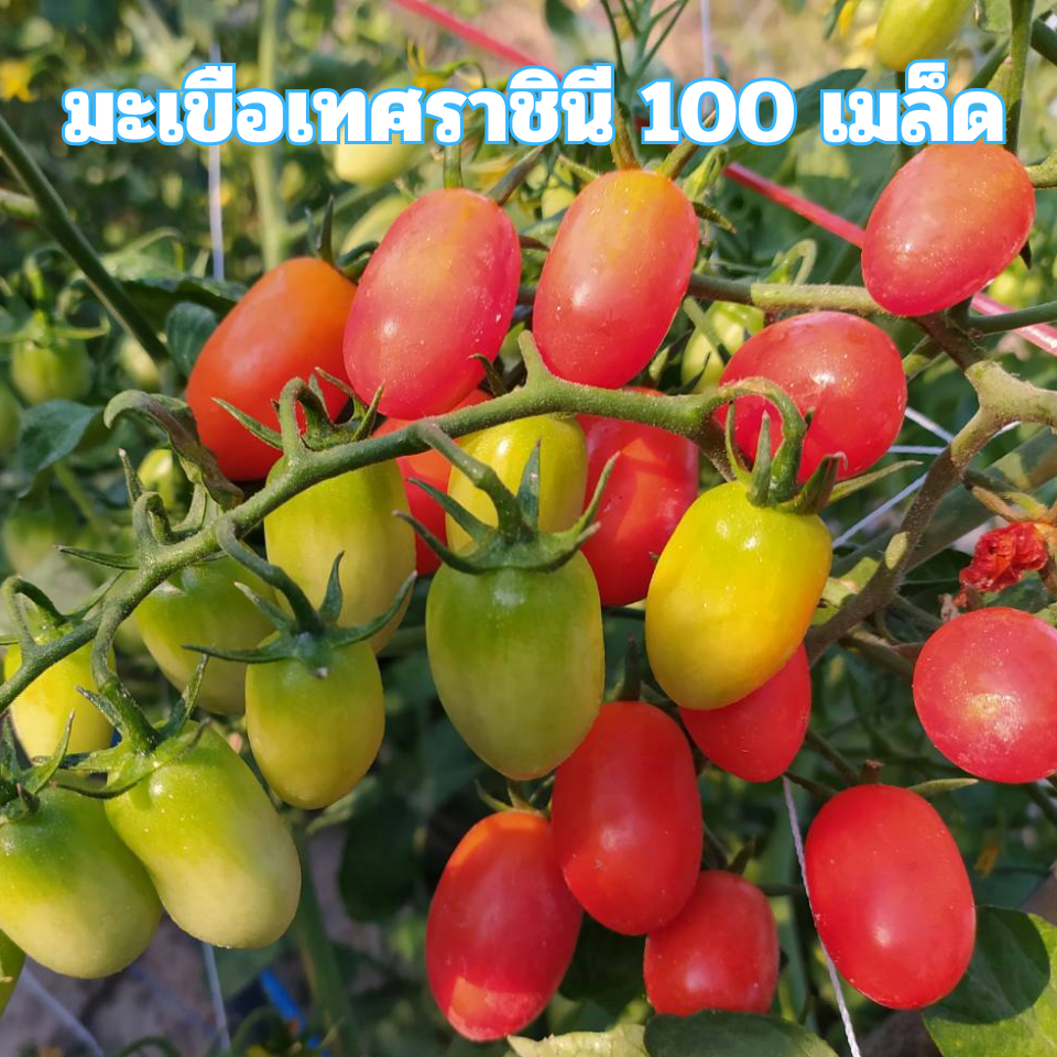 เมล็ดพันธุ์มะเขือเทศราชินี 100 เมล็ด