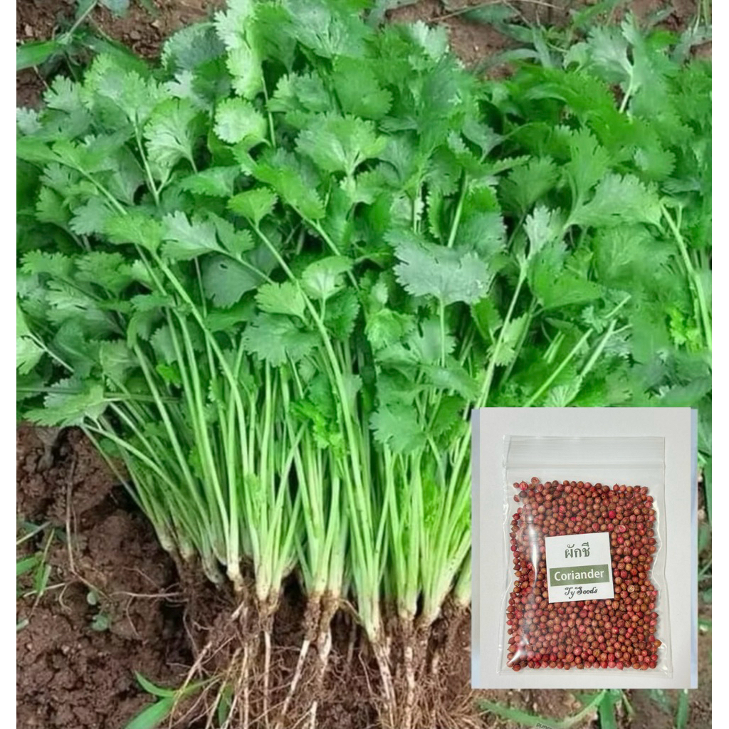 เมล็ดพันธุ์ ผักชี 10 g.🪴เมล็ดใหม่สมบูรณ์ อัตราความงอกสูง ซื้อ [10แถม2]คละได้