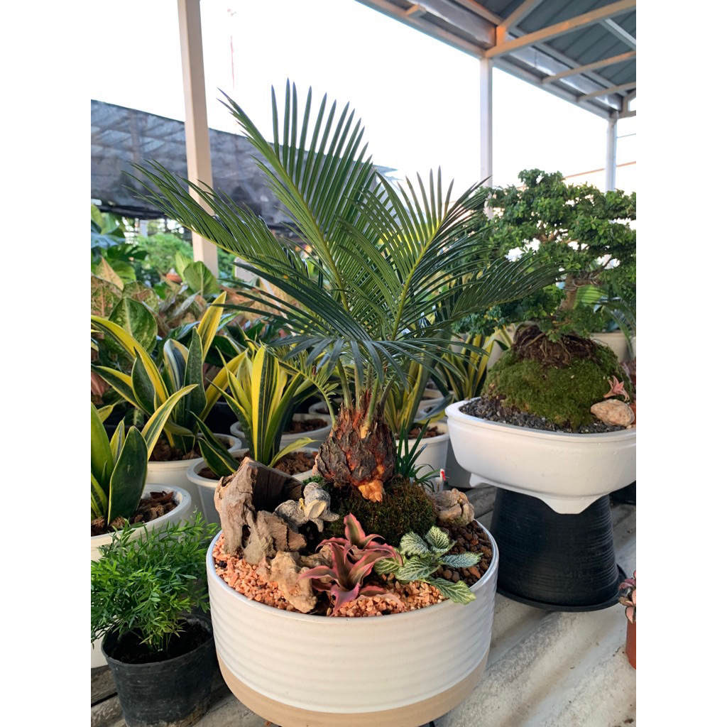 ต้นปรงญี่ปุ่นบอนไซ (Cycas) สวนถาดพรีเมียม จัดสำเร็จพร้อมตั้งโชว์ ไม้มงคลเสริมบารมี อายุยืนยาว