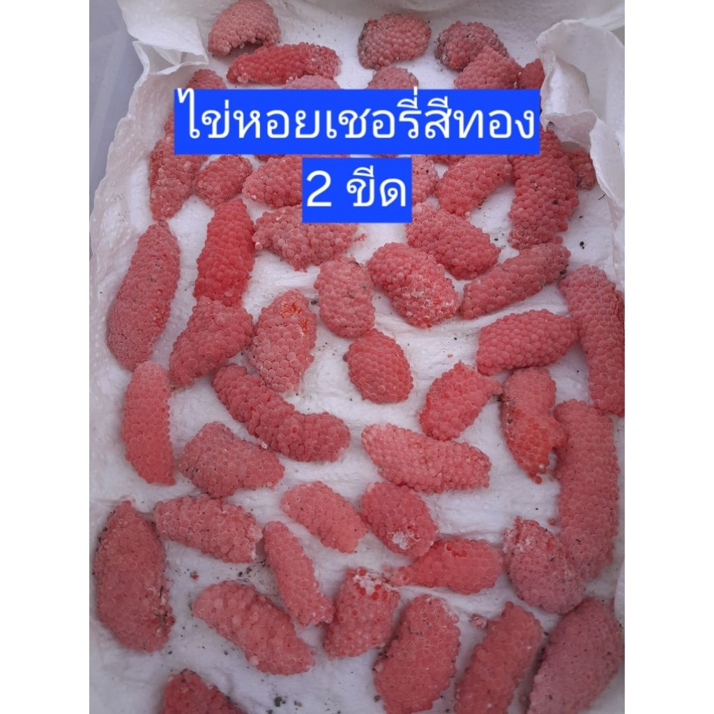ไข่หอยเชอรี่สีทอง 2 ขีด ( มี 40-50 พวง)