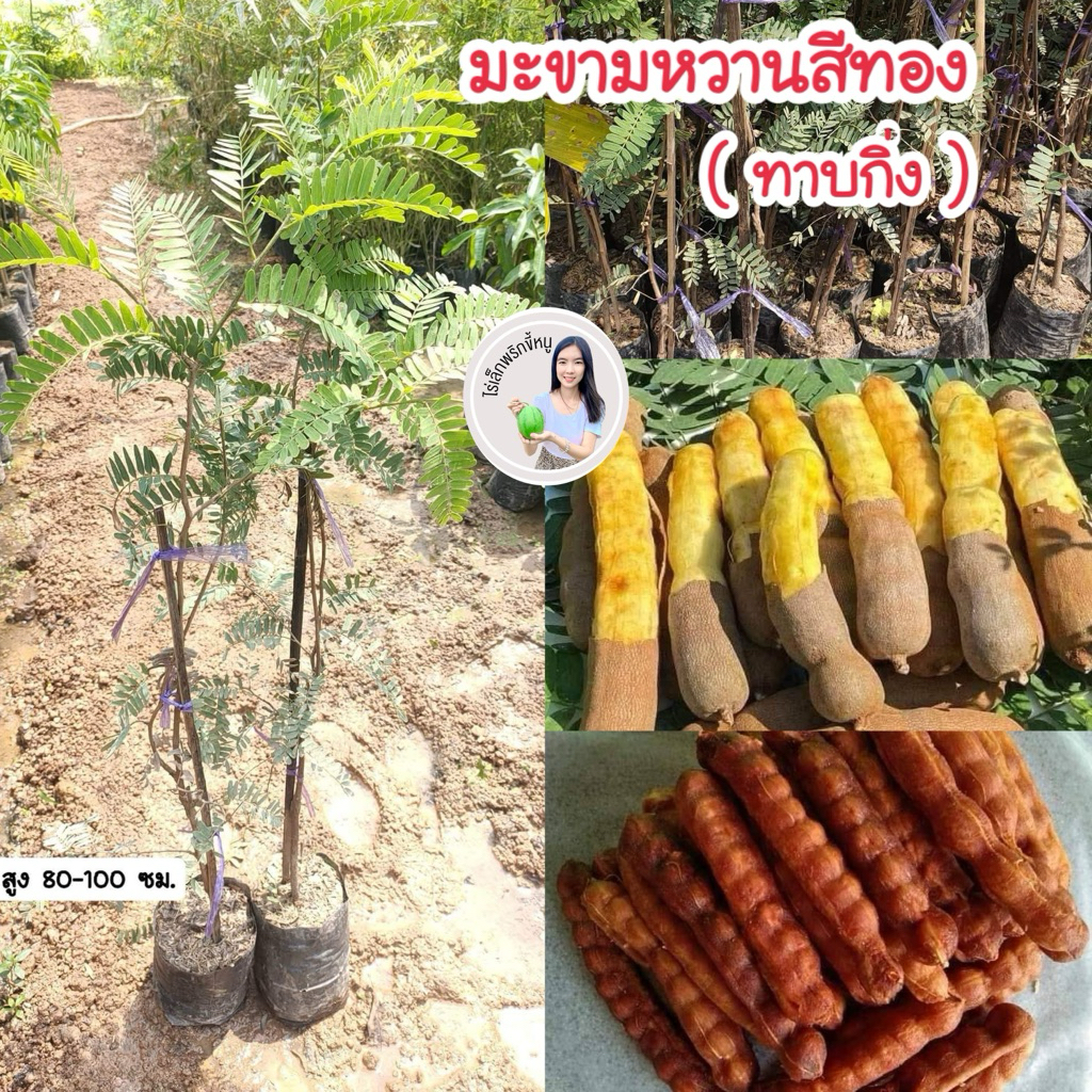 #ต้นมะขามหวานสีทอง (เสียบยอด) สูงราว80-100เซน