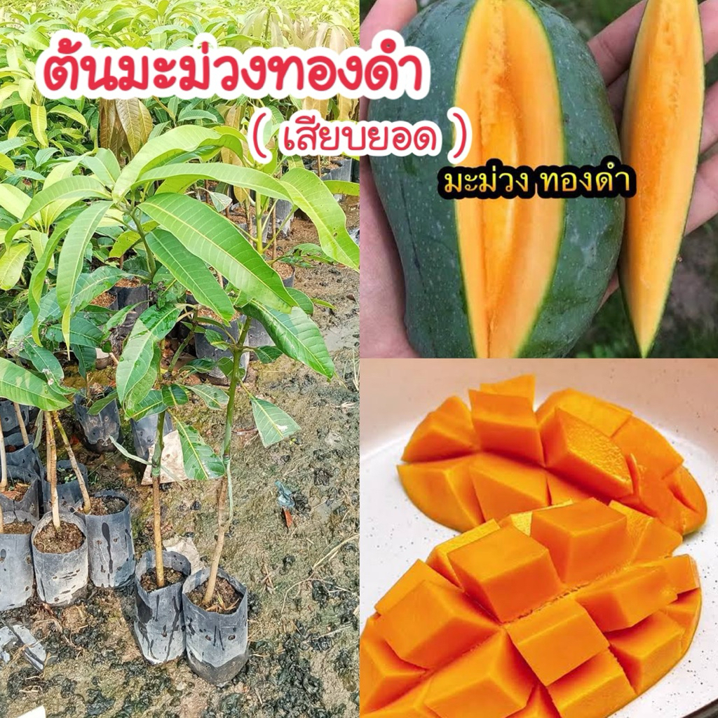 #ต้นมะม่วงทองดำ (เสียบยอด) สูงราว50-60 เซน