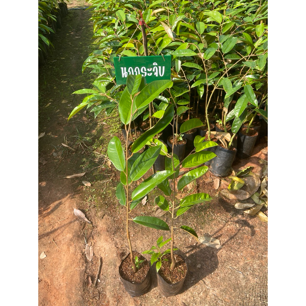 ต้นทุเรียนนกกระจิบ 🌳