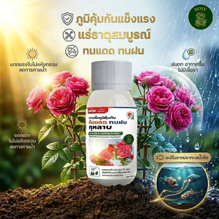 Rosy สารเพิ่มภูมิคุ้มกันสำหรับกุหลาบ ผนังเซลล์แข็งแรงทนต่อแสงแดดและความร้อน ทนฝน ลดอาการใบไหม้แดด ทนต่อแมลงเจาะดูดน้ำ