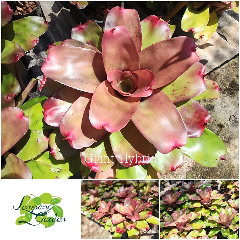 ต้น สับปะรดสี ไจแอนท์ ไฮบริด Giant Hybrid ส่งแบบถอดกระถาง/ล้างราก ไม้กระถาง ไม้ใบ