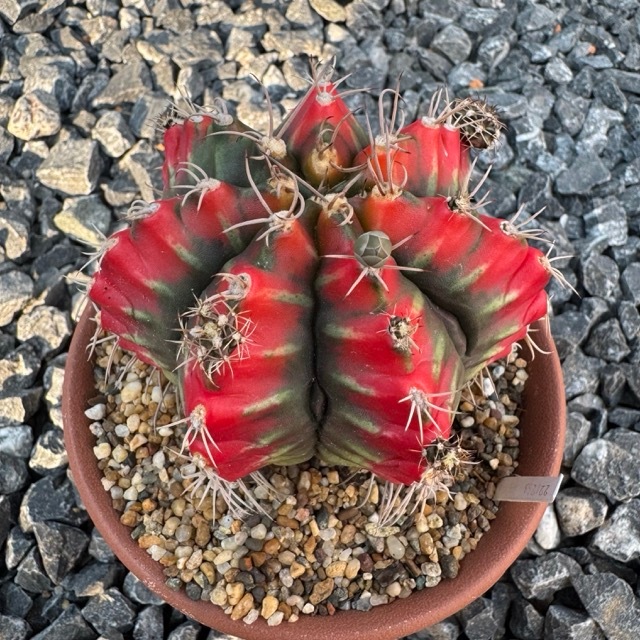 ยิมโนด่าง ชำหน่อ โคลนจ่าแซม Gymnocalycium
