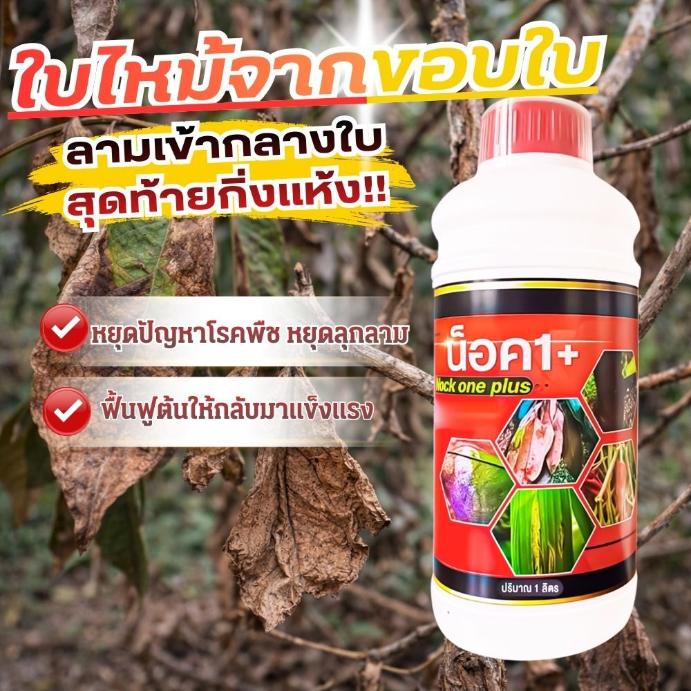 โรคใบไหม้จากขอบใบ ลามไปทั่วใบ สุดท้ายกิ่งแห้ง ใบร่วง แก้ปัญหาโรคพืช หยุดลุกลาม หยุดโรคพืช หยุดใบไหม้