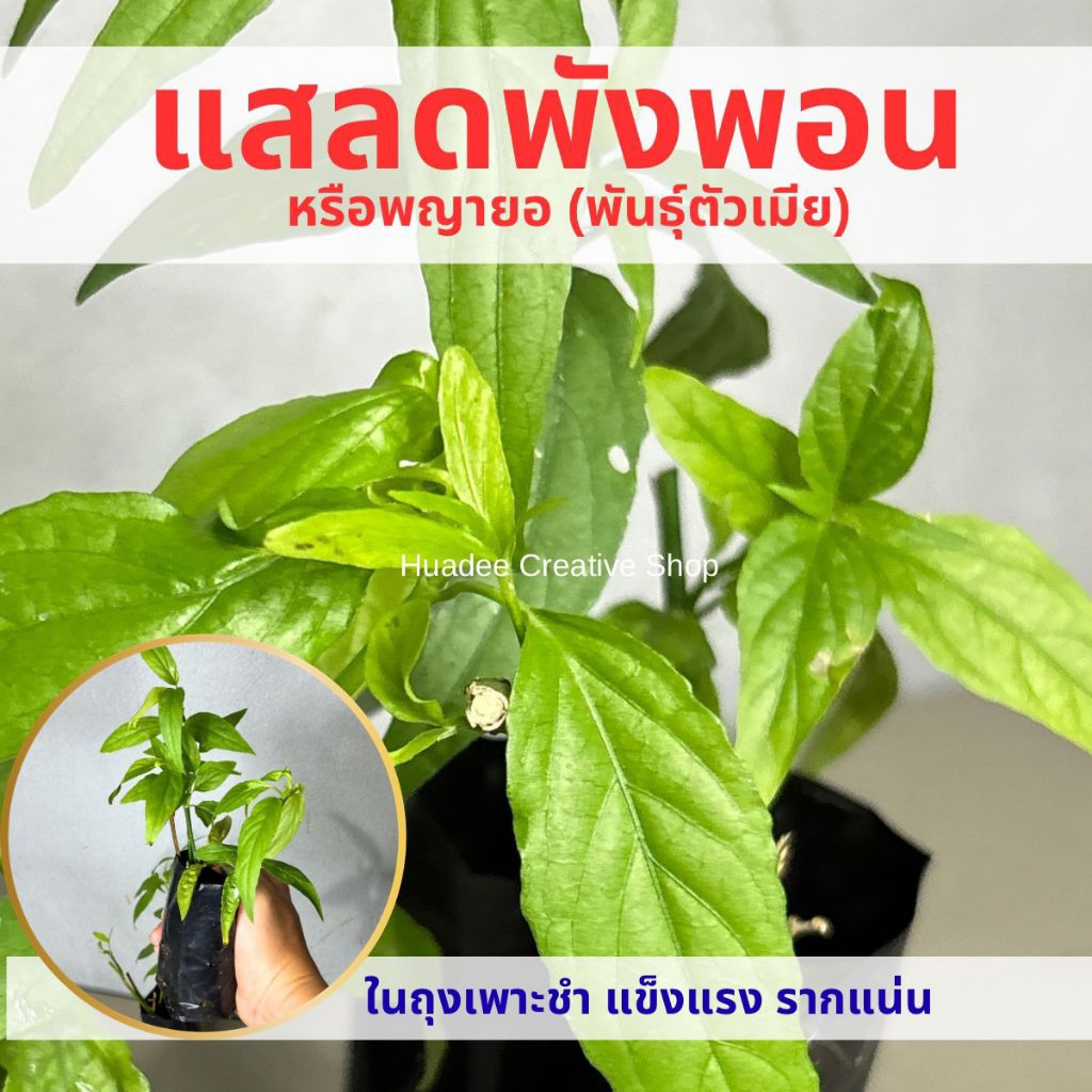 แสลดพังพอน ตัวเมีย, หรือพญายอ จำหน่ายกิ่งพันธุ์/ต้นกล้าในถุงเพาะชำ