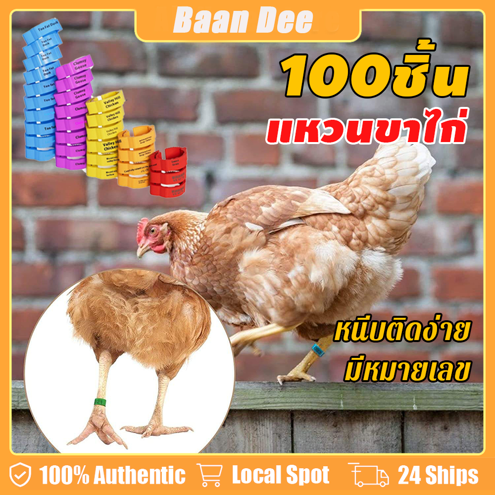 100 ชิ้น ถูกห่วงขาไก่ แหวนขาไก่ ห่วงขาไก่ชน ห่วงขานกพิราบ เป็ด ห่าน แหวนไส่เท้าไก่ ปรับขนาดห่วงได้