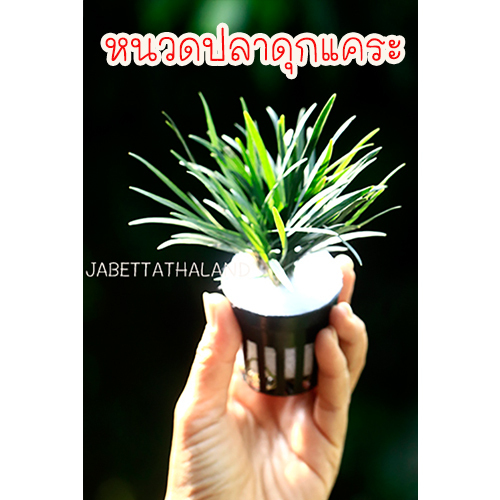 ต้นหนวดปลาดุก หนวดปลาดุกแคระ ตกแต่งสวน ไม้ประดับตู้ปลา อ่างปลา อ่างบัว