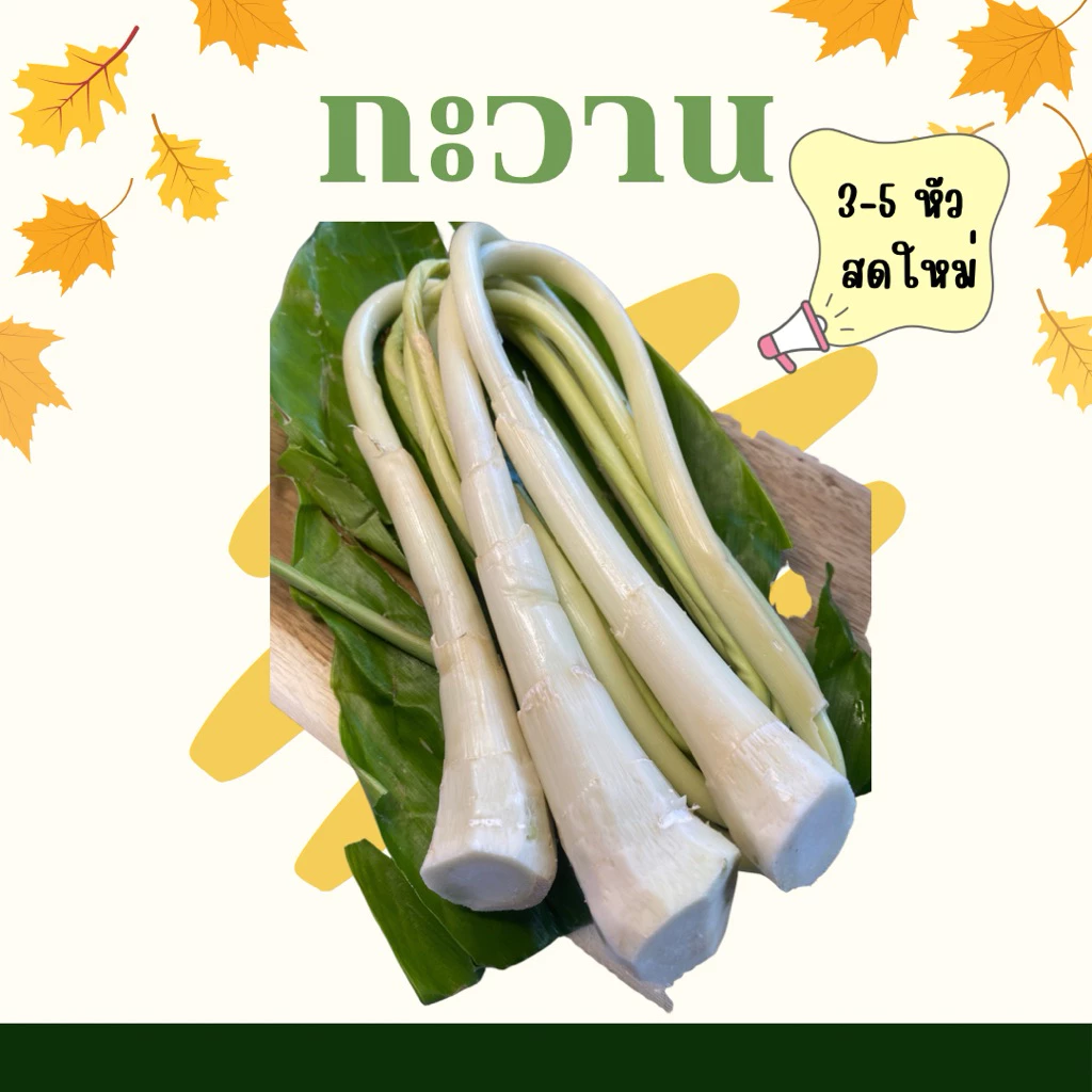 กะวานอ่อนๆ สด ใหม่ 3-5หัว ใช้ประกอบอาหารส่งตรงจากจันท์