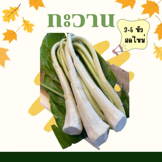 กะวานอ่อนๆ สด ใหม่ 3-5หัว ใช้ประกอบอาหารส่งตรงจากจันท์