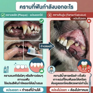 [แบรนด์แท้ USA🇺🇸] Arm and Hammer ยาสีฟันสุนัข สูตร1 สุนัข ลดกลิ่นปาก ไก่มินต์ 67.5g