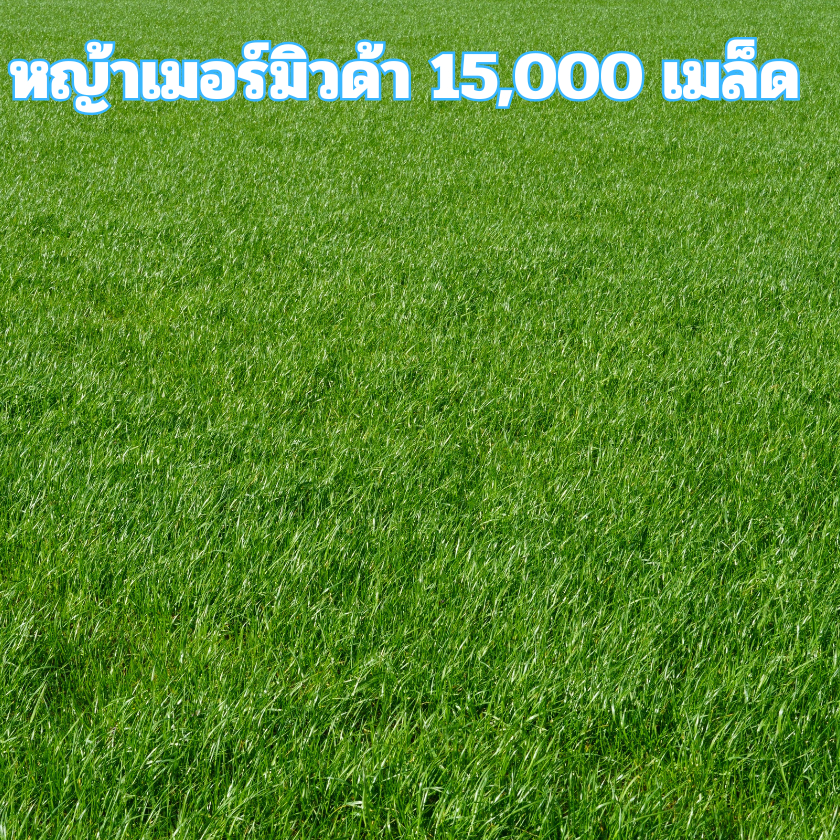 เมล็ดพันธุ์หญ้าเมอร์มิวด้า 15,000 เมล็ด
