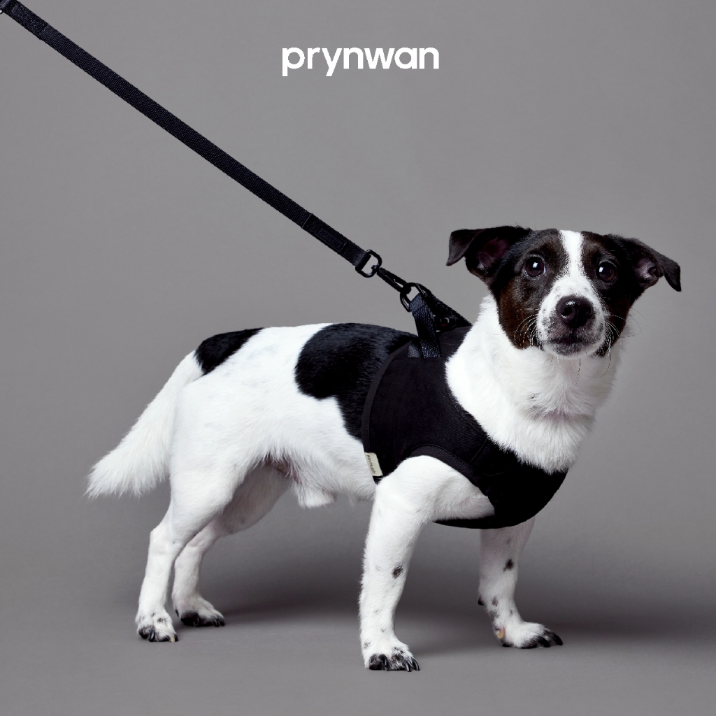 PRYNWAN Pets - Dog Leash สายจูง สัตว์เลี้ยง