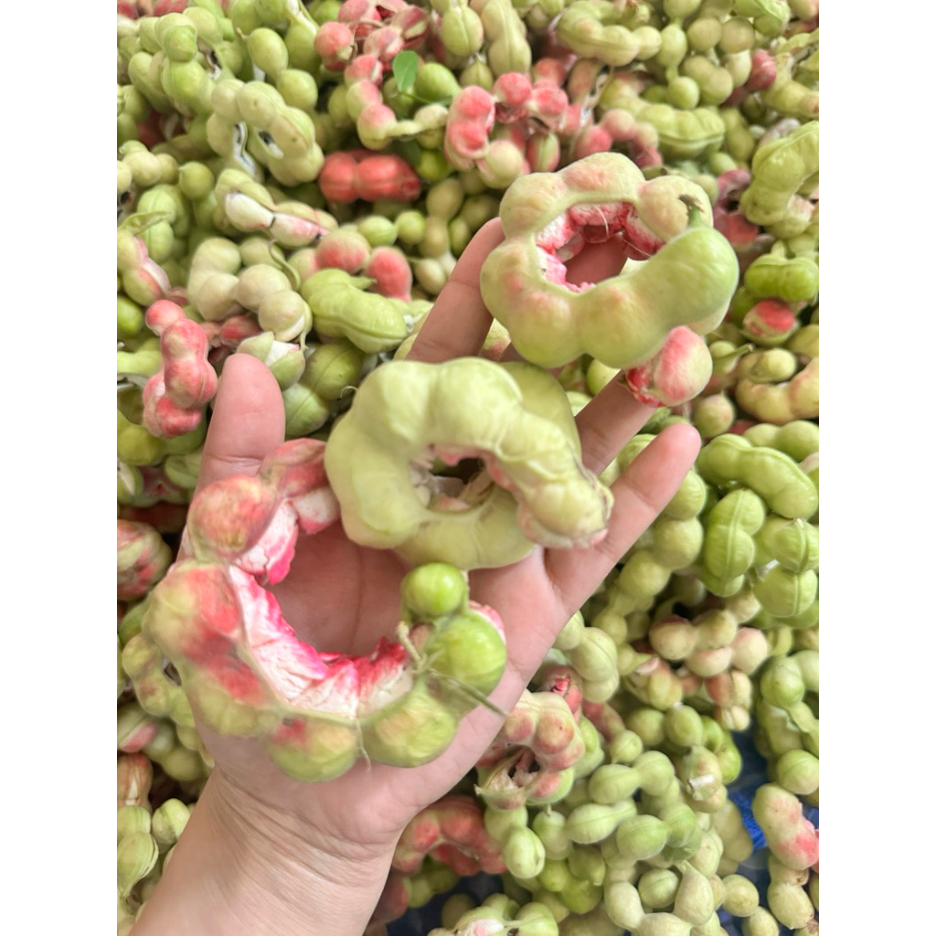 มะขามเทศสด ส่งของทุกวัน หวาน มัน อร่อย สอยสดทุกวัน