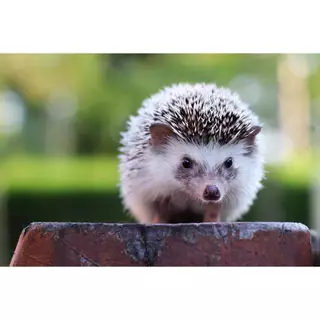อาหารเม่นแคระ Maki Hedgehog Food ( เขียว ) และ ( แดง ) ขนาด 700 และ 600 กรัม