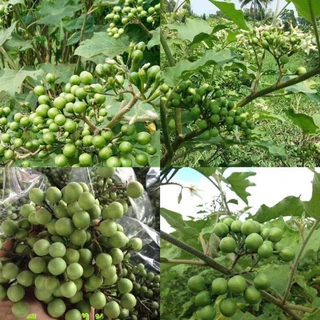 【ซื้อ 5 แถม 5 ฟรี】เมล็ดพันธุ์มะเขือพวงไร้หนาม ผักสวนครัว ปลูกในถุงดำ