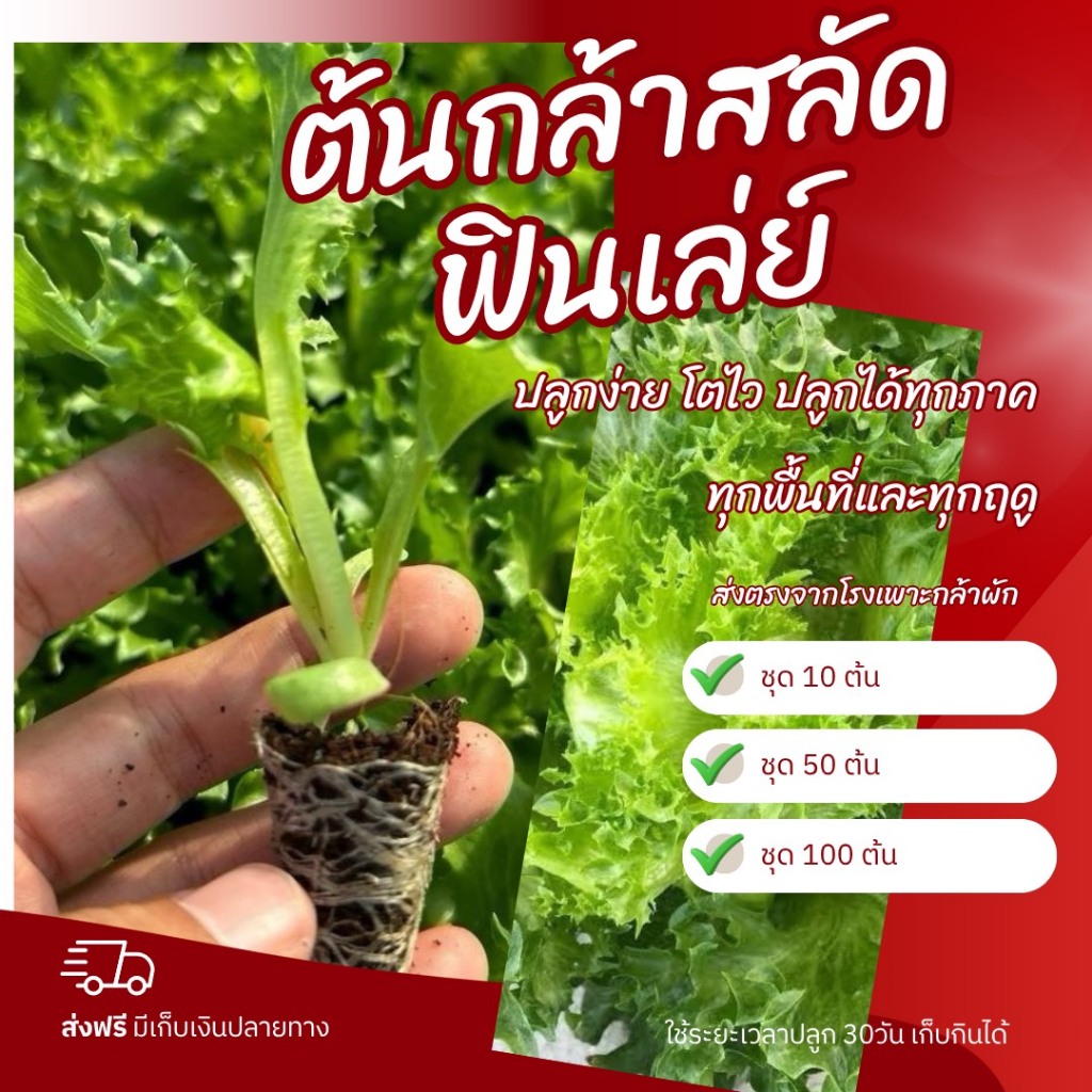 ต้นกล้าผักสลัดฟินเล่ย์