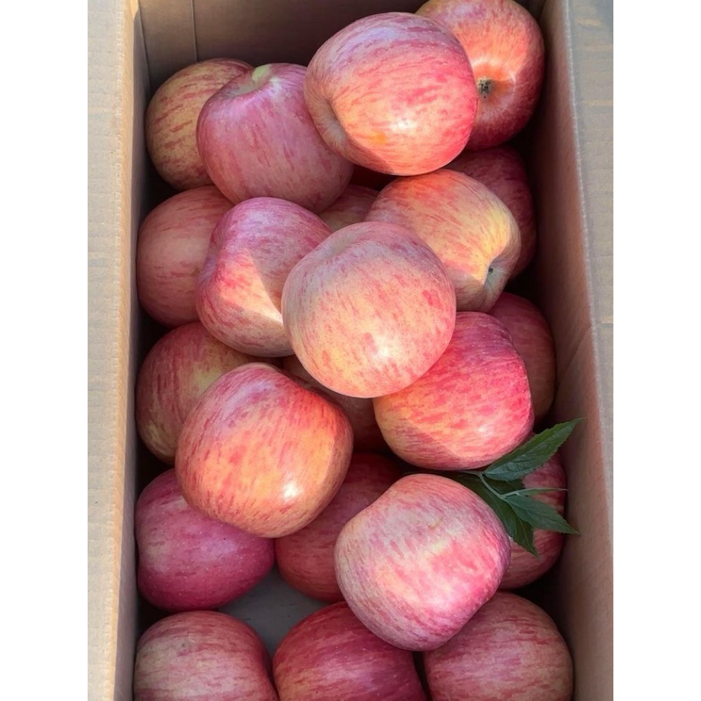 ทำด้วยใจ - แอปเปิ้ลฟูจิ อัลฟ่า (Fuji Alpha Apple) เกรดพรีเมียม หวานกรอบ เนื้อแน่น ฉ่ำน้ำ คัดพิเศษ ผิวสวย