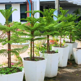 [พร้อมส่ง] ต้นสนฉัตร (Norfolk island pine) ขนาด 60cm-110cm (ราคาต่อ1ต้น) *ไม่รวมกระถาง*